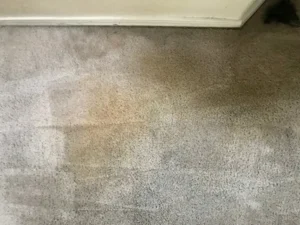 Pet Stain Cleaning Ottawa