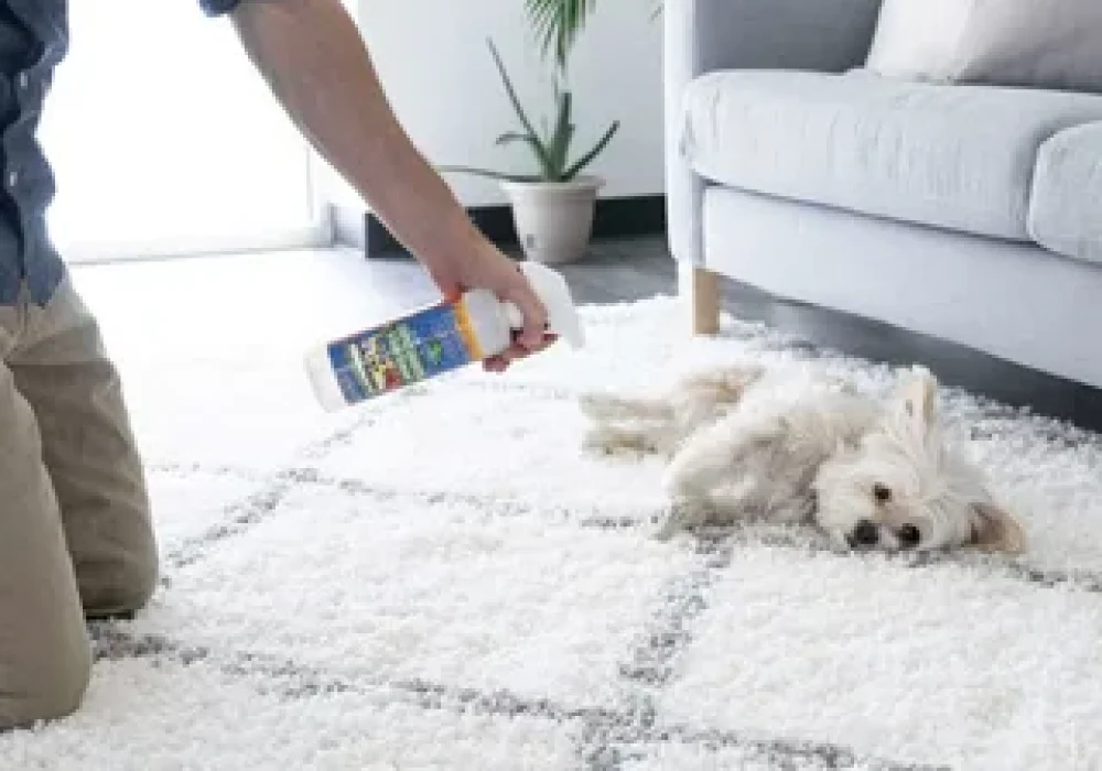 Professional Pet Stain Cleaning in Ottawa Ottawa Carpet Cleaning