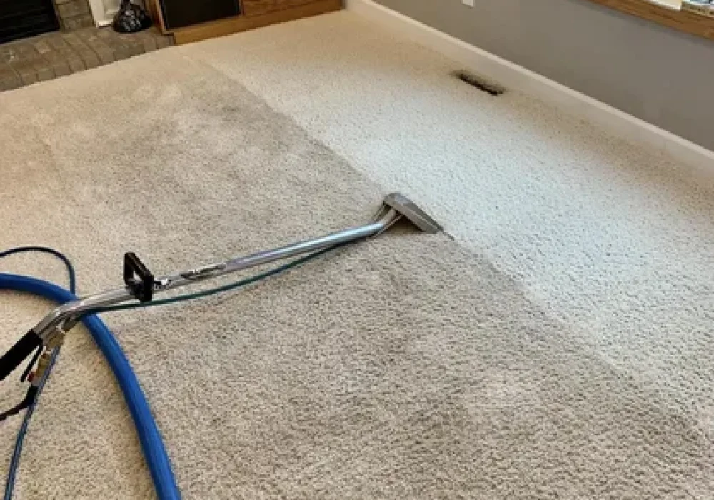Professional Pet Stain Cleaning in Ottawa Ottawa Carpet Cleaning